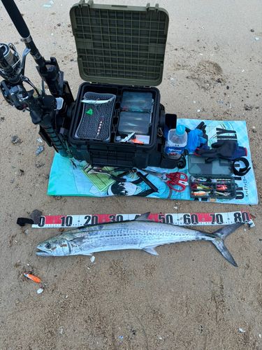 サワラの釣果