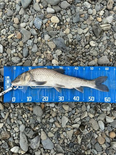 ニゴイの釣果