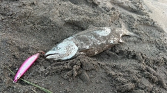 サクラマスの釣果