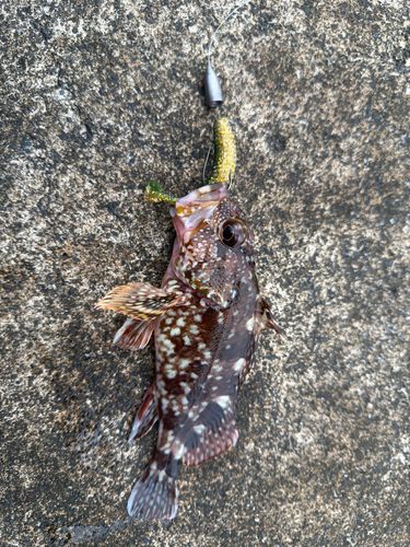 カサゴの釣果