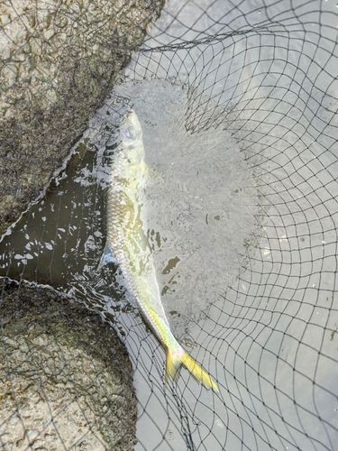ターポンの釣果