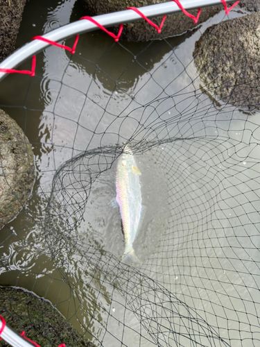 ターポンの釣果