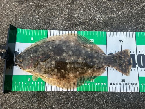 ソゲの釣果