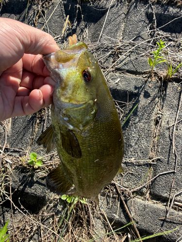 スモールマウスバスの釣果