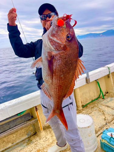 マダイの釣果