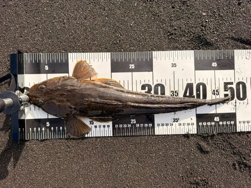 マゴチの釣果