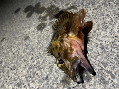 サゴシの釣果