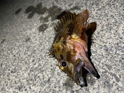 サゴシの釣果