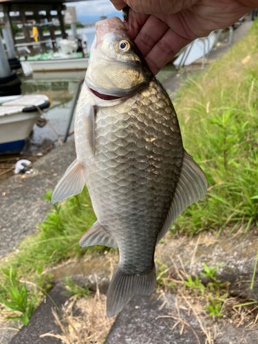 フナの釣果