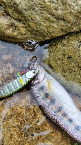 ヤマメの釣果・釣り情報まとめ【2026年最新】 - アングラーズ | 釣果