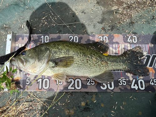 桜川（茨城）で釣れたブラックバスの釣り・釣果情報 - アングラーズ
