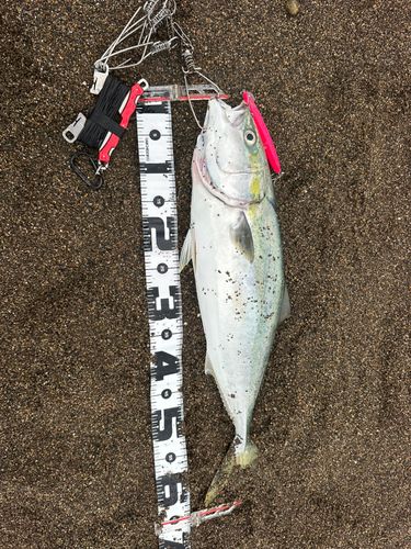 ワラサの釣果