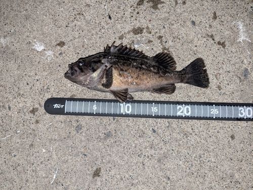 クロソイの釣果