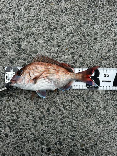 マダイの釣果