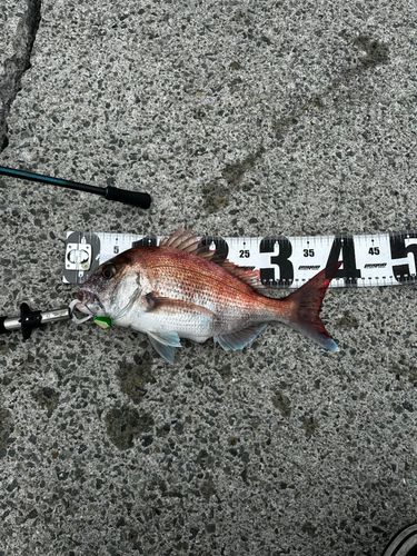 マダイの釣果