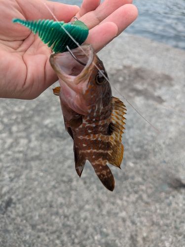キジハタの釣果