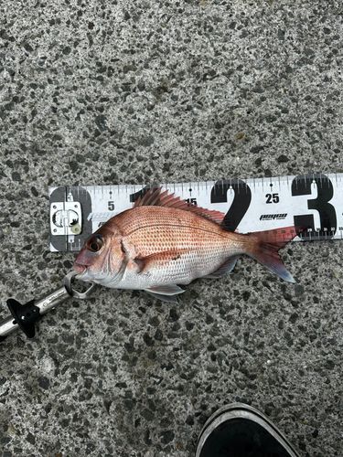 マダイの釣果