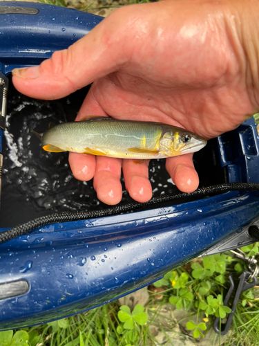アユの釣果