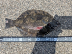 カレイの釣果
