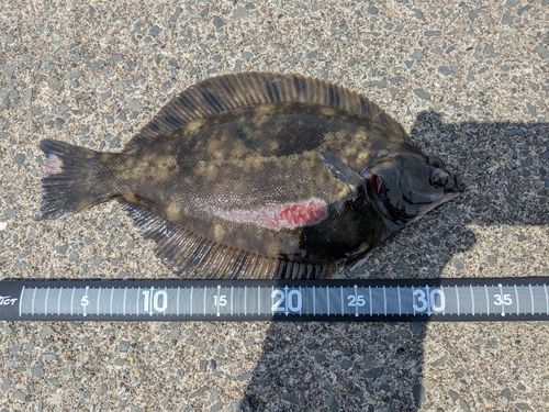 カレイの釣果