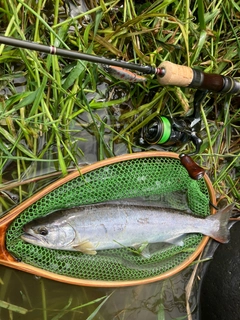 ヤマメの釣果