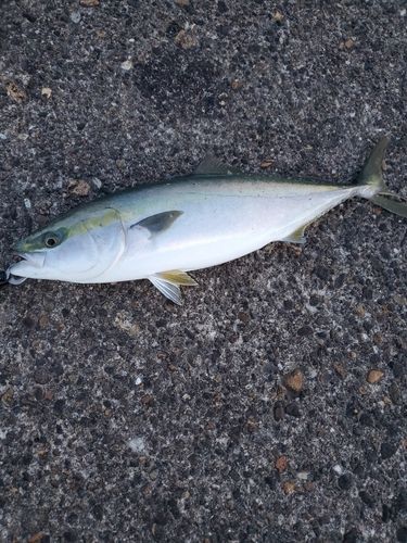 ワラサの釣果