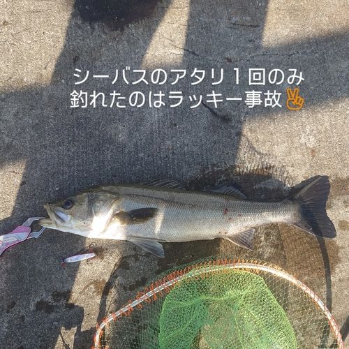 シーバスの釣果