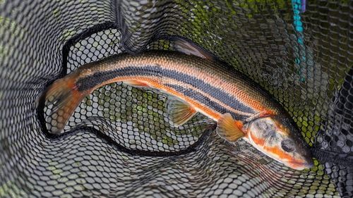 ウグイの釣果