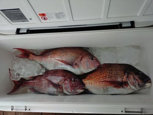 マダイの釣果