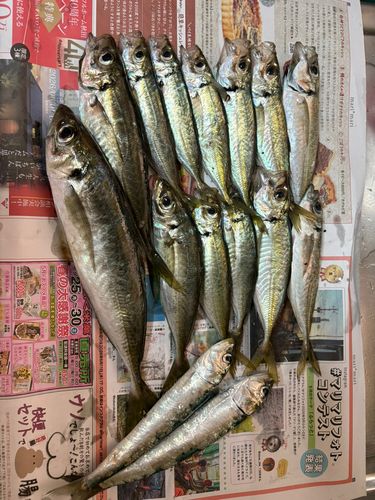 アジの釣果