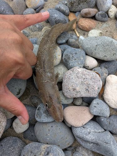 キスの釣果