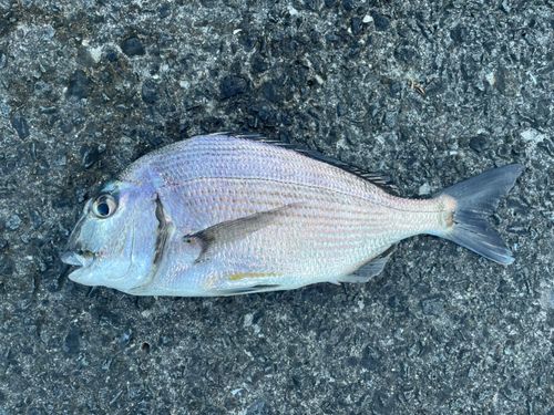ヘダイの釣果