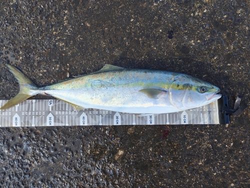 ワラサの釣果