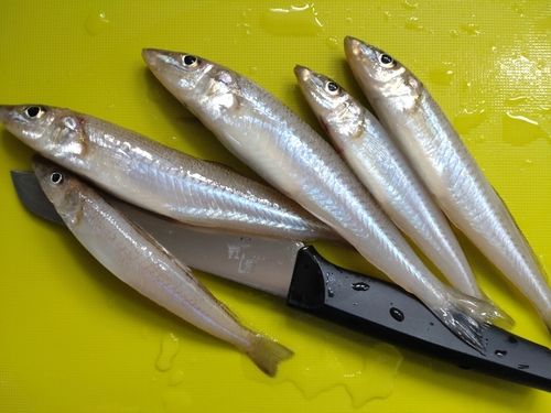 シロギスの釣果