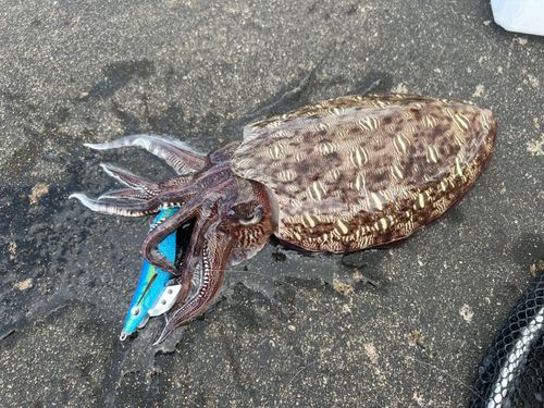 コウイカの釣果