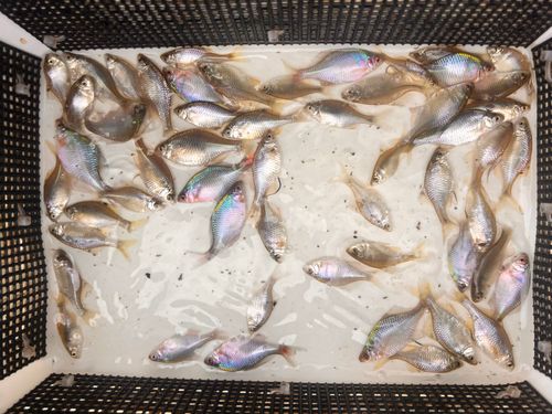 タイリクバラタナゴの釣果
