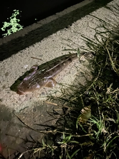 マゴチの釣果