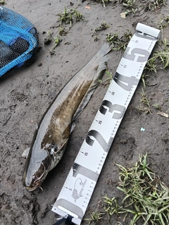 ナマズの釣果