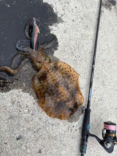アオリイカの釣果