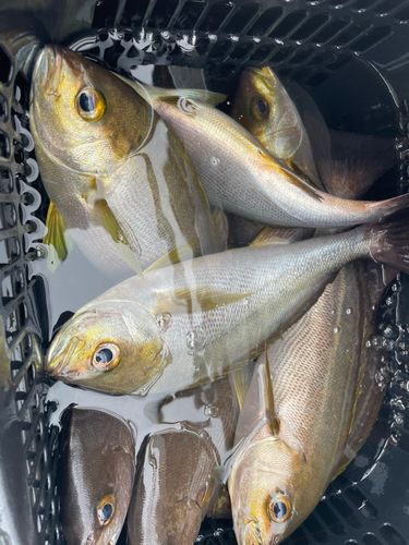 イサキの釣果