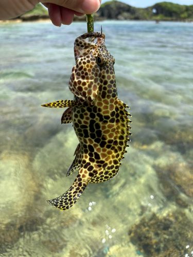 イシミーバイの釣果