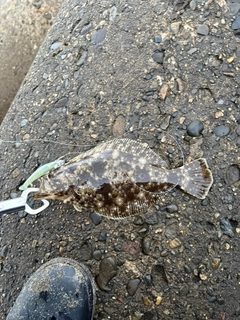 ヒラメの釣果