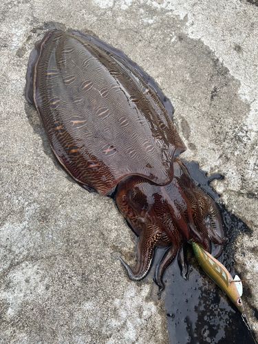 コウイカの釣果