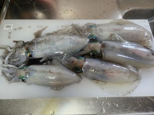 アオリイカの釣果