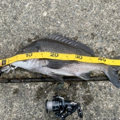 クロダイの釣果
