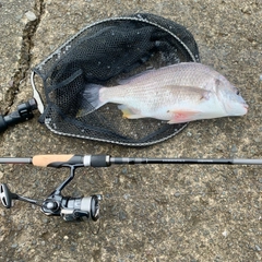 キビレの釣果