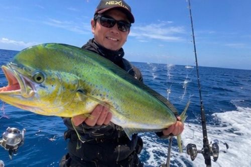 シイラの釣果