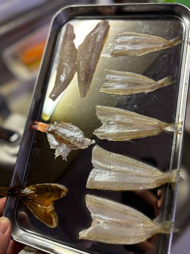 キスの釣果