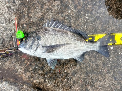 クロダイの釣果