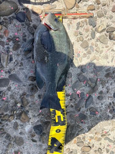 メジナの釣果